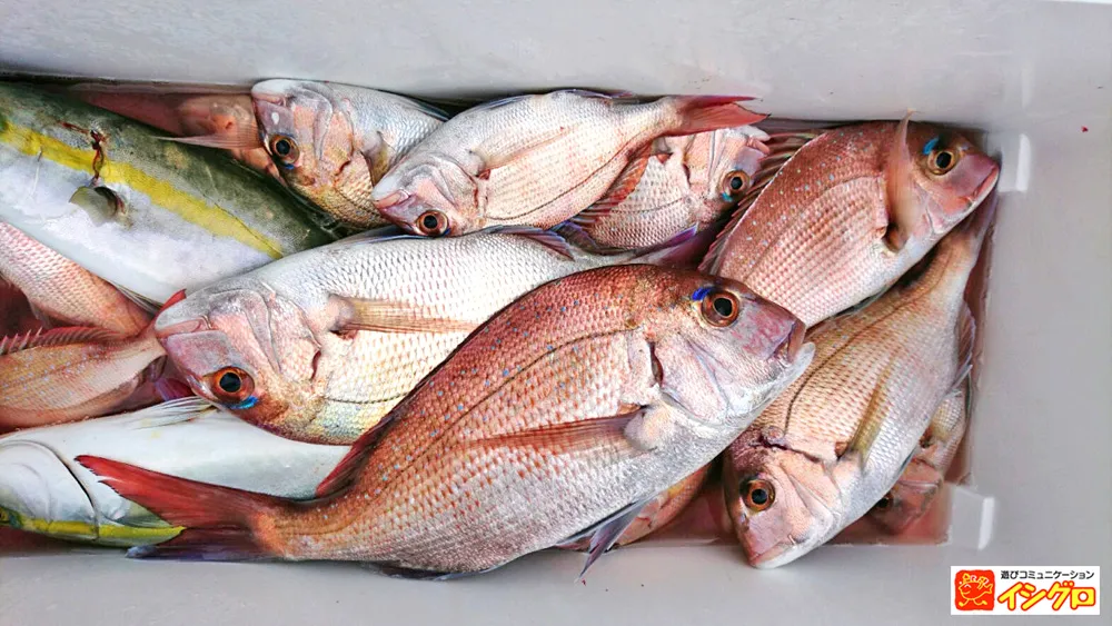 伊勢湾 ウタセマダイ釣り｜釣具のイシグロ |釣り情報サイト